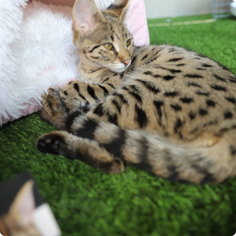 Savannah cat lying on artificial grass near a fluffy white cushion.