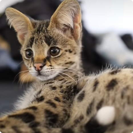 Close-up of a serval kitten with distinctive large ears and spotted fur lying down.