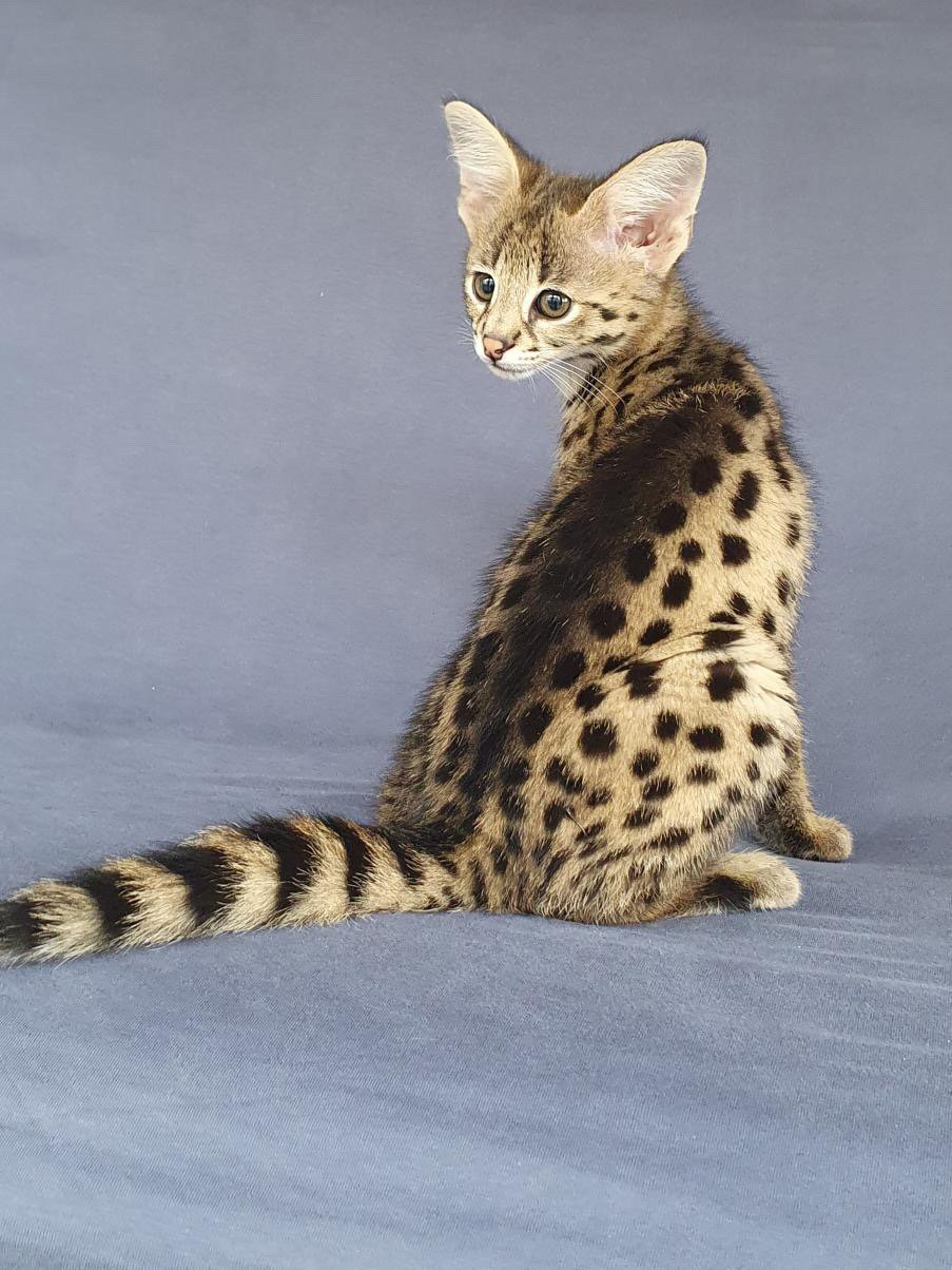 Savannah Cat For Sale California