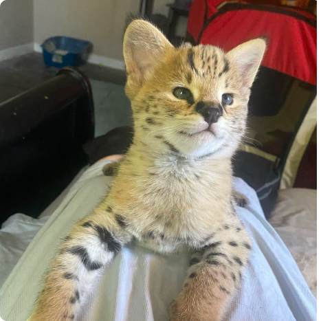 Young serval cat sitting on a lap indoors.