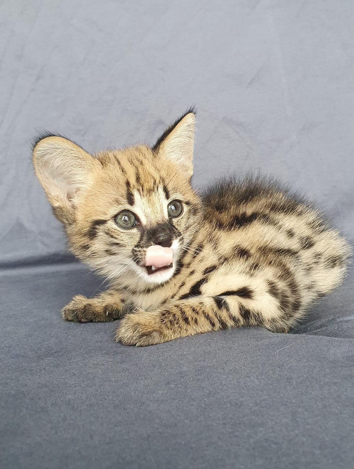 Savannah Cat For Sale California