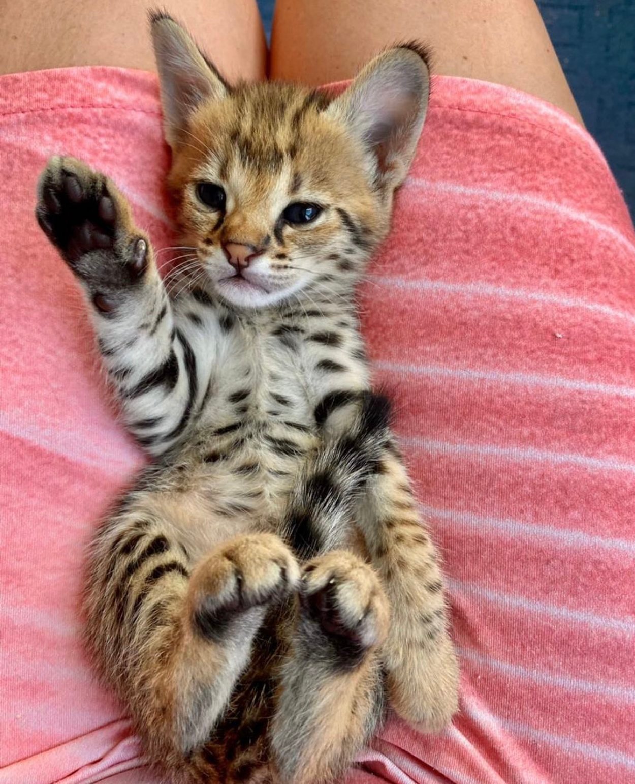 A small kitten with spotted fur lying on a person's lap, raising one paw. The person is wearing a pink striped dress.