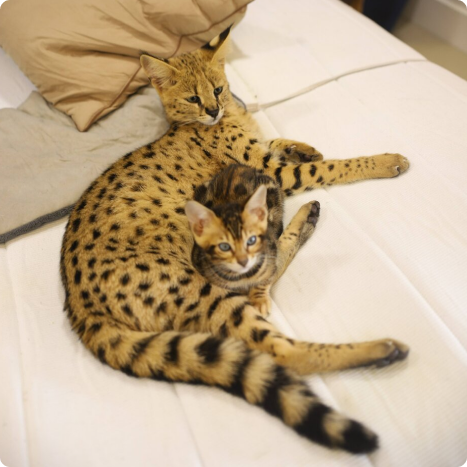 A large spotted cat, possibly a serval, lying on a bed with a smaller domestic cat with similar markings.