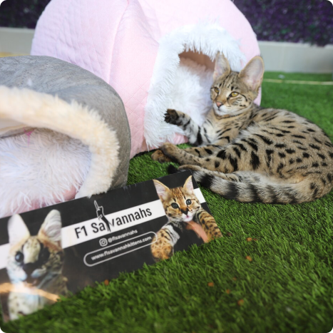 Savannah cat resting on artificial grass next to a pink and gray pet bed, with a banner reading "F1 Savannahs" in front.