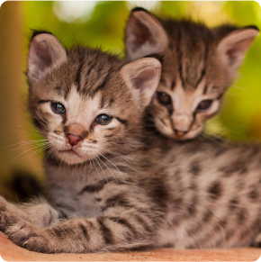 Current available African Savannah Cats for Sale