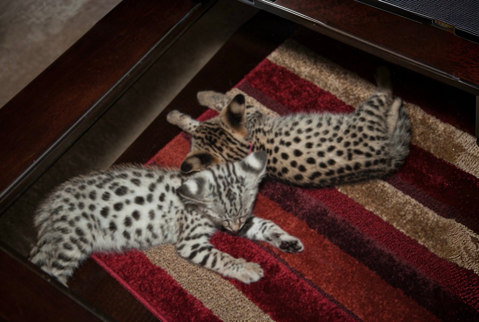 Two spotted kittens lying on a colorful striped rug under a wooden table.
