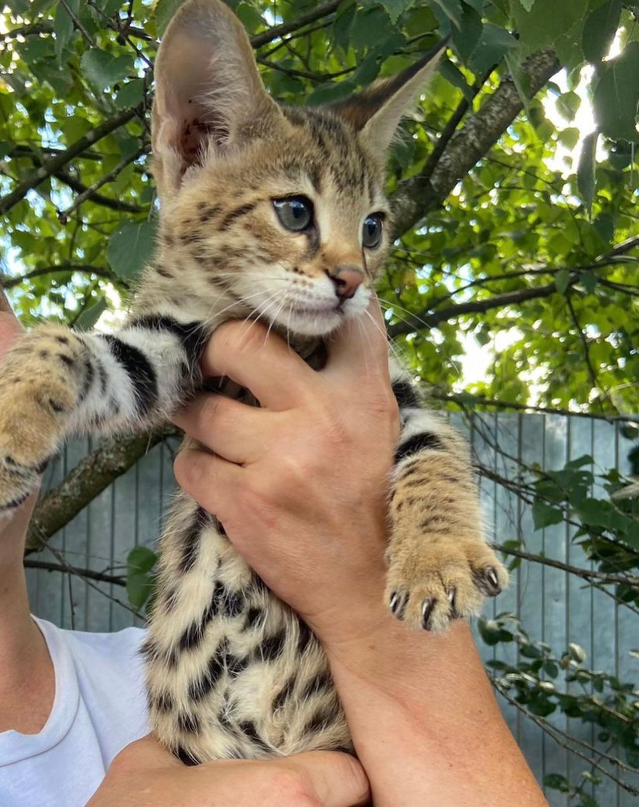 Person holding a young serval cat outdoors with greenery in the background.
