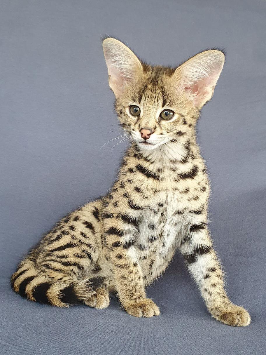 A young serval cat with large ears sitting on a gray background, showcasing its spotted and striped coat.
