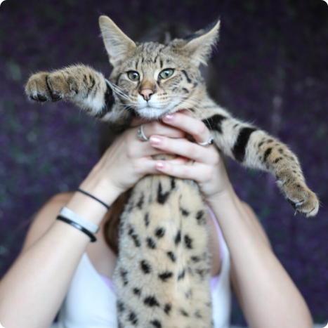 Person holding a serval cat with spotted fur and large ears.