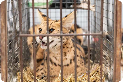 What does F1 Savannah Kittens stand for ?