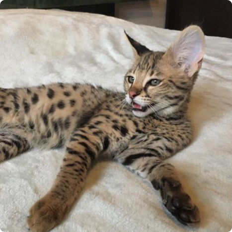 Savannah cat lying on a blanket, looking alert with its mouth slightly open.