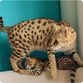 Current available African Savannah Cats for Sale