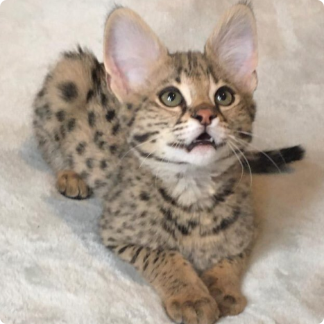 A young serval kitten lying on a white surface, looking upward. It has distinctive large ears and a spotted coat.