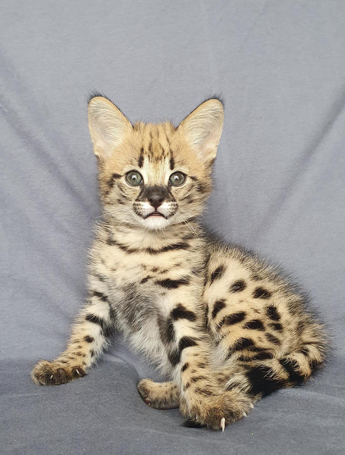 Savannah Cat For Sale Texas