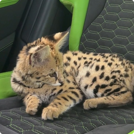 A serval kitten lounging on a car seat with green and black upholstery.