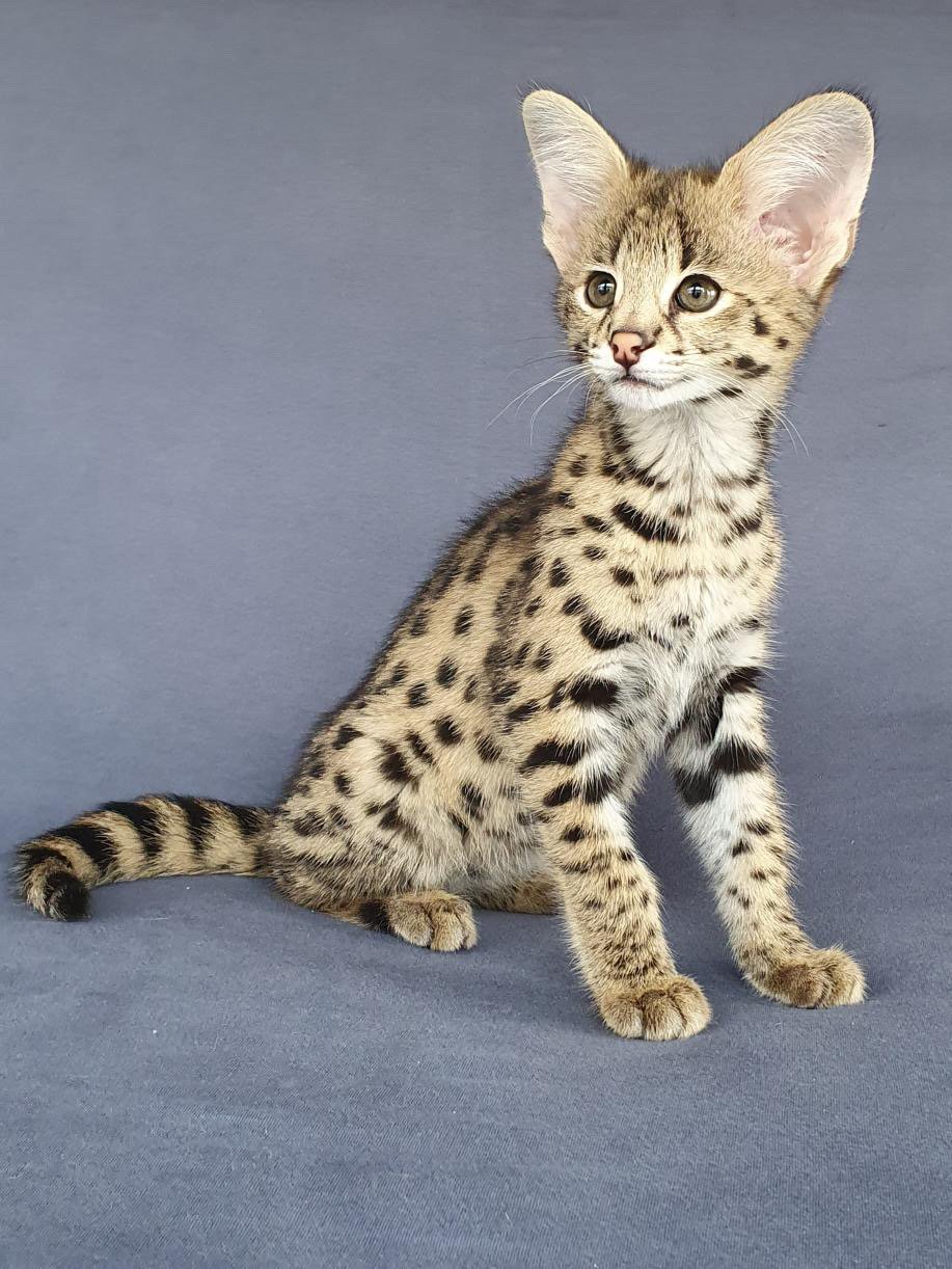 Young serval cat sitting on a gray background, displaying large ears and spotted coat.
