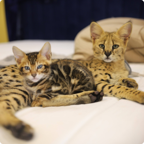 Two spotted cats lying on a white surface, facing the camera.
