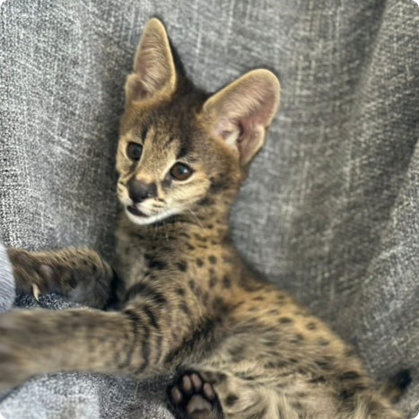 Furry serval kitten on a gray textured surface