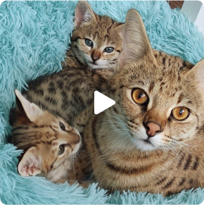 Savannah cats cuddling in a blue fluffy blanket