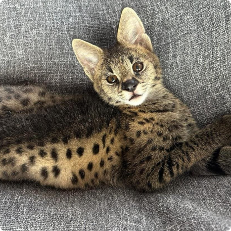 A serval cat lying on a gray fabric surface.