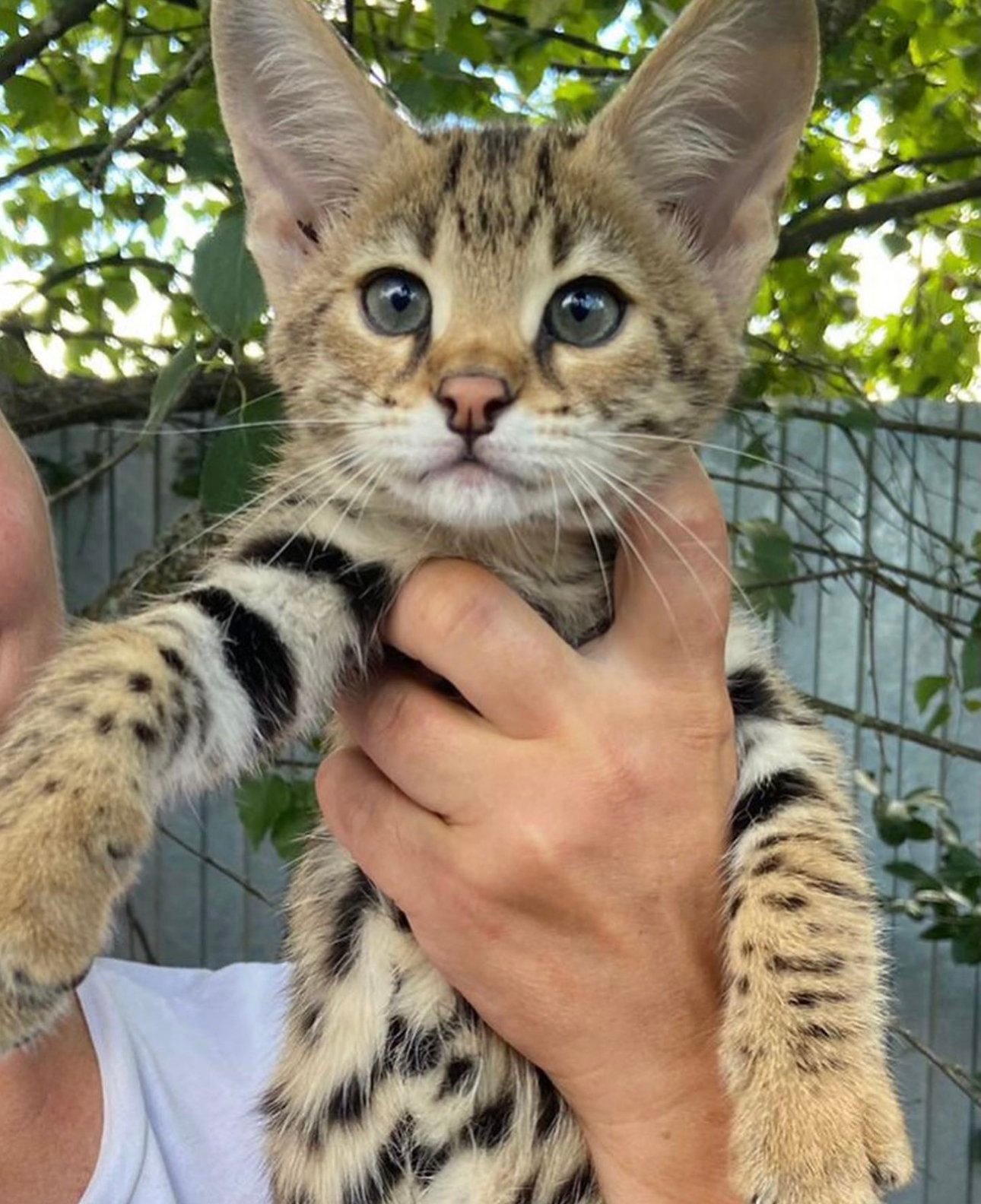 Can a Savannah cat be a house cat?