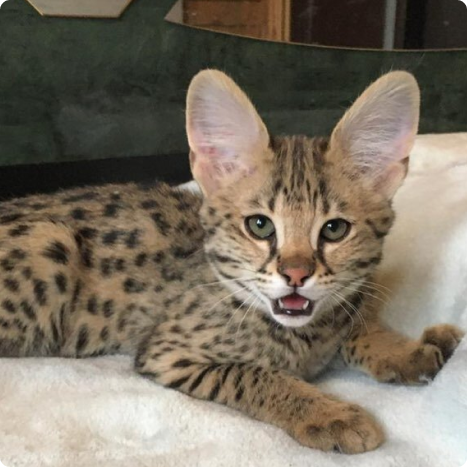 A young serval cat lying on a blanket, looking towards the camera with its mouth open.