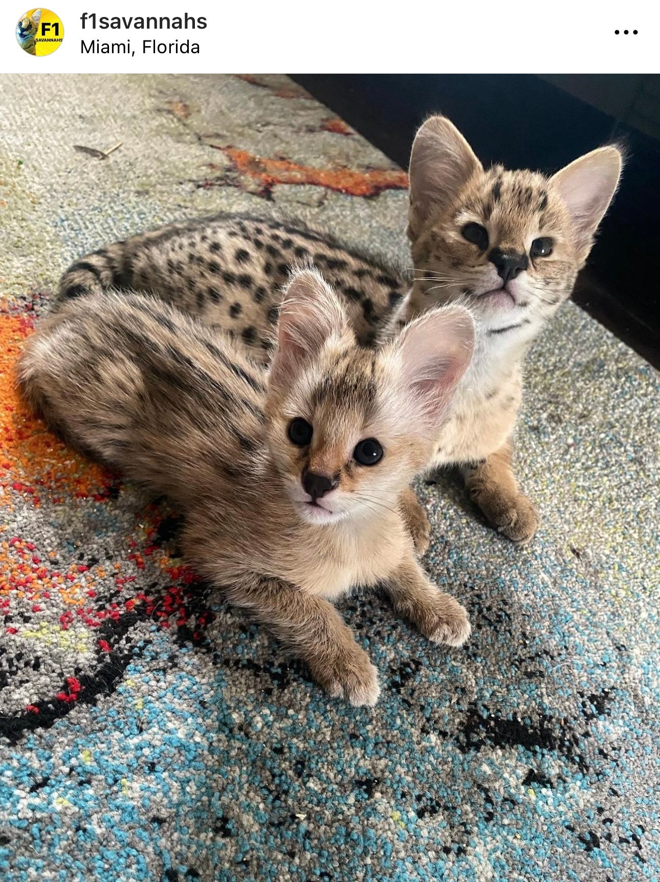 Two Savannah kittens sitting on a colorful rug.