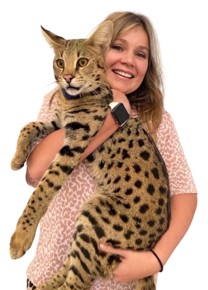 savannah cat full grown