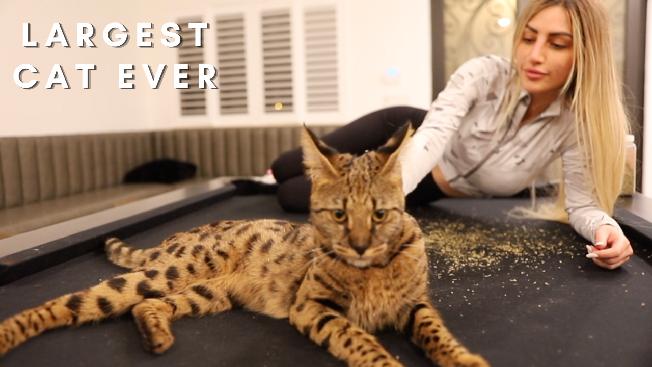 why are savannah cats so expensive