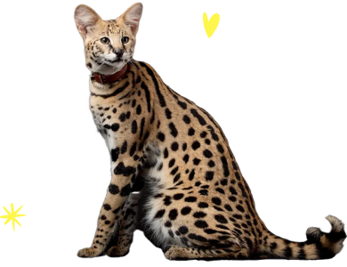 Why not just own a serval as a pet? 