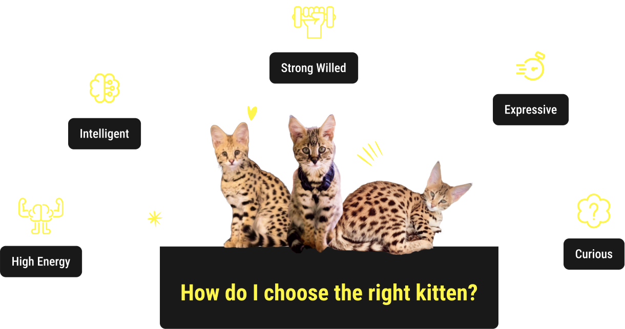 Traits of Savannah Cats
