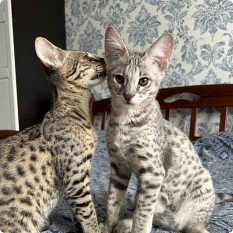 Two Savannah kittens with spotted fur sitting together, one whispering to the other in a cozy room with floral wallpaper.