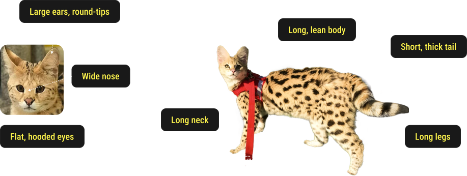 Image of what is the difference aesthetically between F1 , F2 and lower generation savannah kittens?