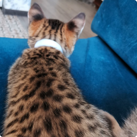 Back view of a spotted cat on a blue sofa