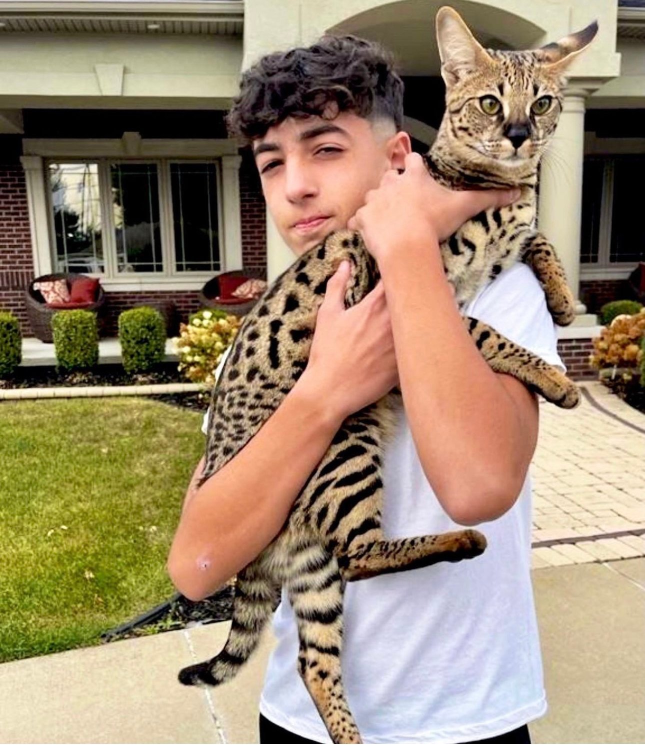 Do F1 Savannahs make good pets?