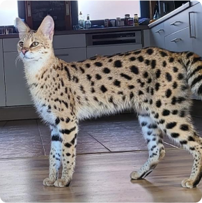 Savannah Kitten 6 - Premium Exotic Cat