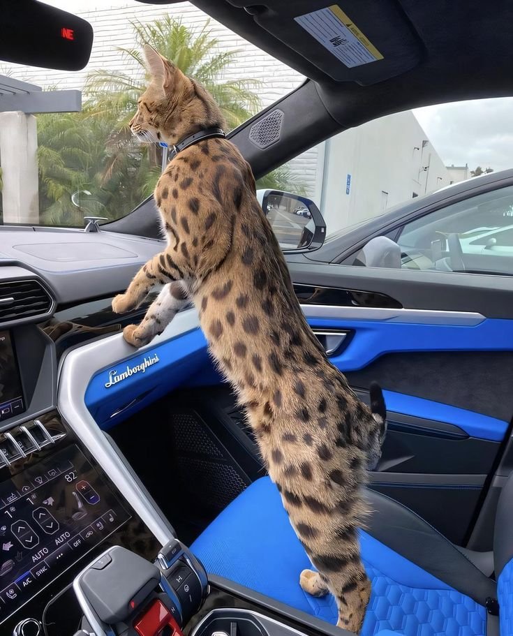 Premium Luxury Savannah Kitten 3 - Exotic Cat Breed