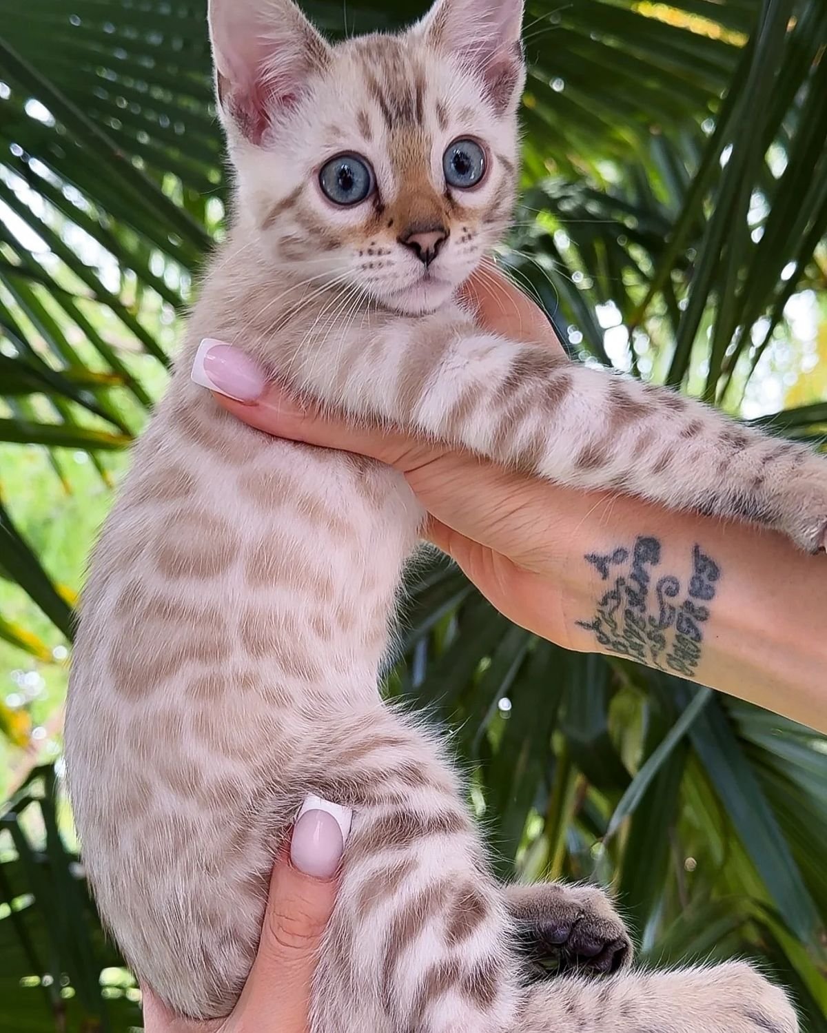 Premium Luxury Savannah Kitten 4 - Exotic Cat Breed