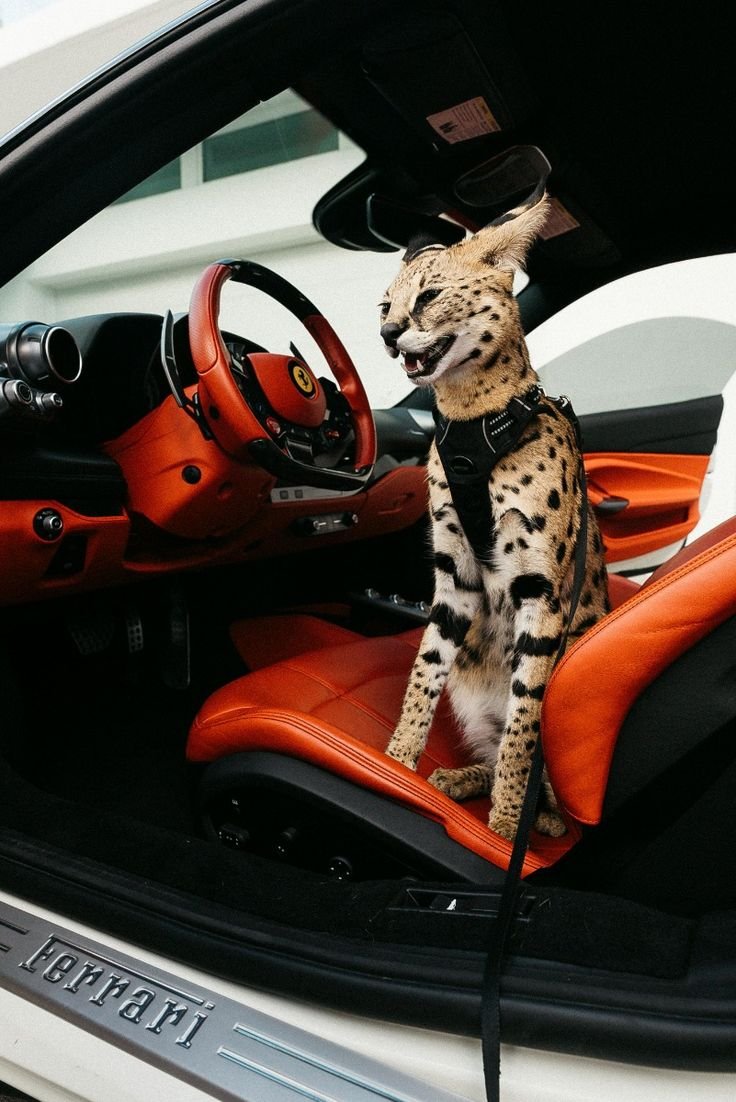 Premium Luxury Savannah Kitten 6 - Exotic Cat Breed