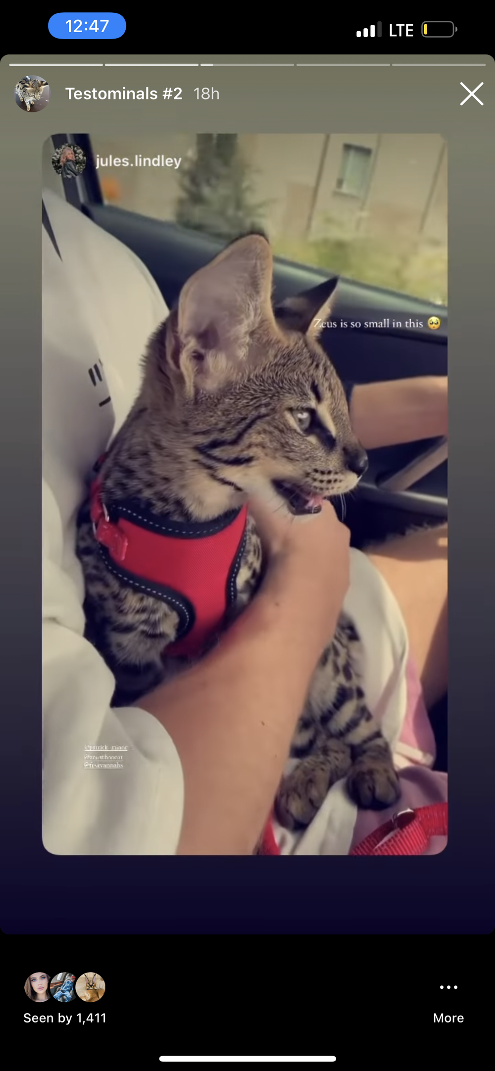 Happy Family 2 - Savannah Kitten Customer Review