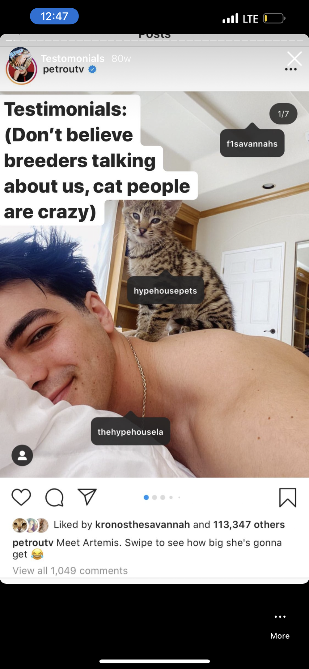 Happy Family 5 - Savannah Kitten Customer Review